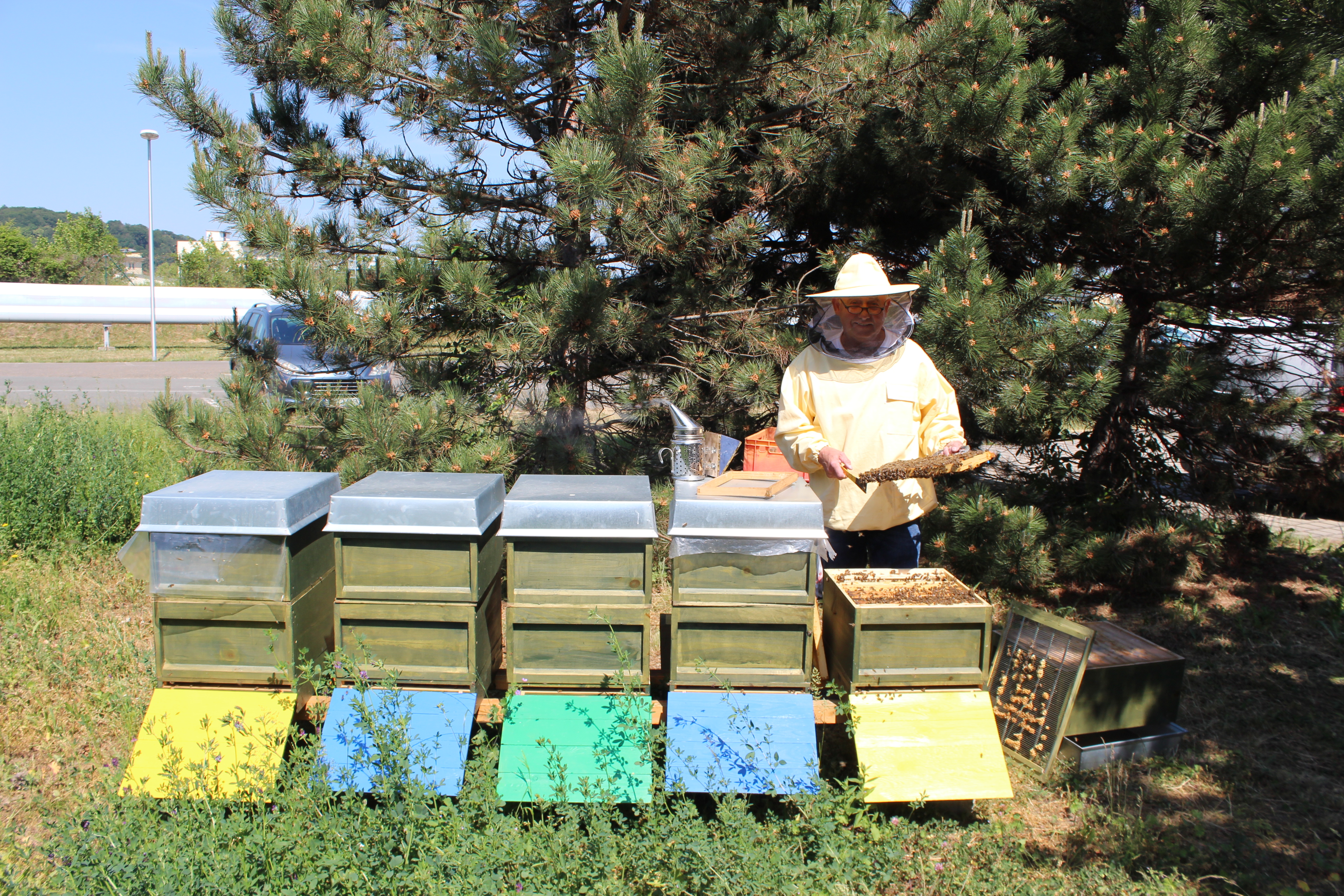 Imker mit Bienenwabe